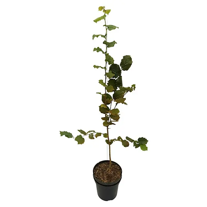 Haselnussstrauch Hallesche Riesen - Corylus avellana 'Hallesche Riesennuss', Erntezeit: September - Auf dem Bild ist ein Topf mit einer Korkenzieherhasel dargestellt, deren Äste und Blätter spiralförmig angeordnet sind.