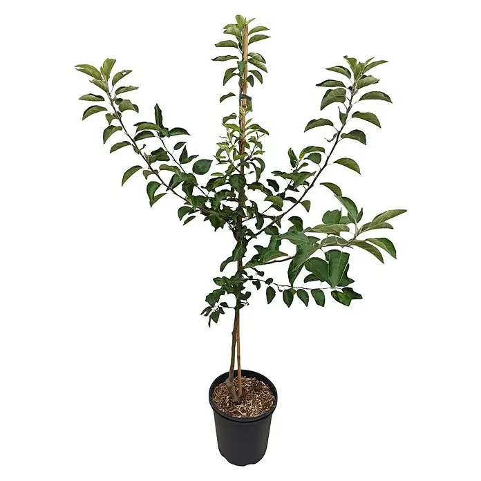 Apfelbaum Florina - Malus domestica 'Florina', Erntezeit: Oktober - Ein schlanker Apfelbaum in einem schwarzen Topf, ideal für kleine Gärten und Terrassen. Seine Äste sind mit grünen Blättern bedeckt.