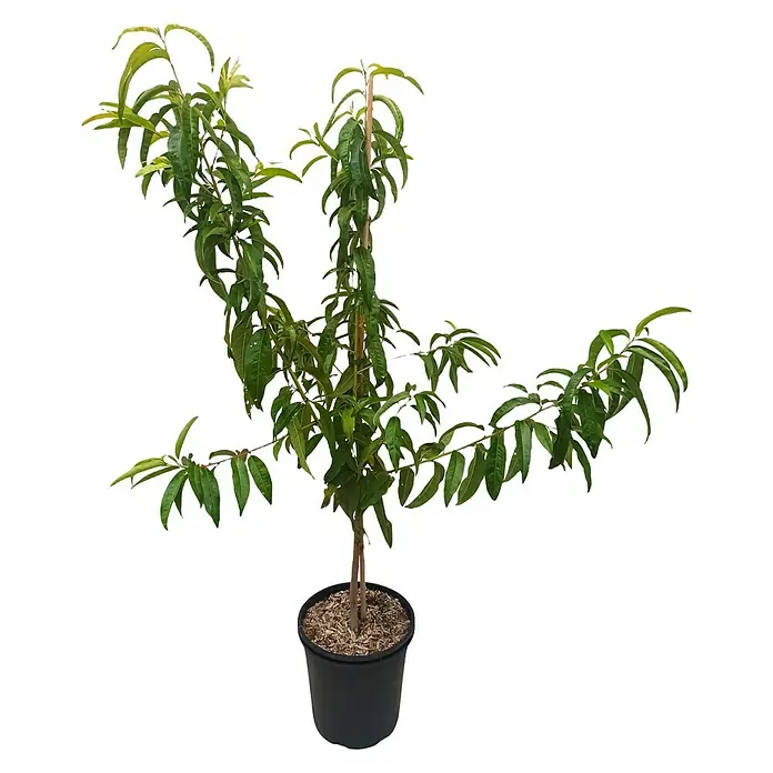 Pfirsich Kernechter vom Vorgebirge - Prunus persica, Erntezeit: September - Bild einer Pfirsichbaumpflanze in einem Topf. Ideal für kleine Gärten, bietet diese Pflanze zukünftig köstliche, saftige Pfirsiche.