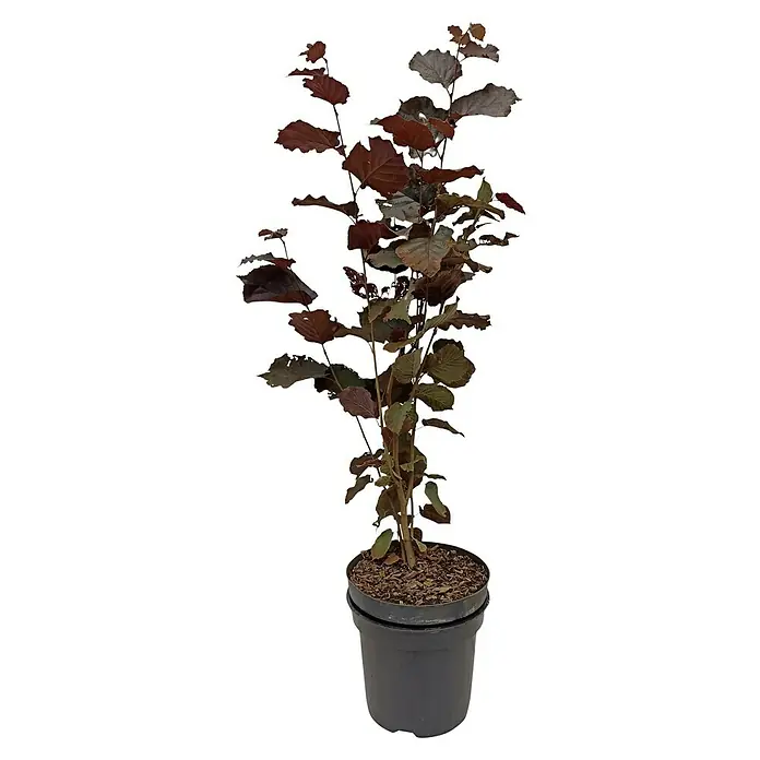 Haselnussstrauch Purpurea - Corylus maxima 'Purpurea', Erntezeit: September - Dieser attraktive Zierstrauch mit seinen auffälligen, rotbraunen Blättern ist ein echter Hingucker für jeden Garten oder Balkon.