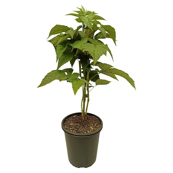 Himbeere MeekerRubus idaeus, Erntezeit: Juli - Nahaufnahme einer Topfpflanze mit grünen Blättern vor einem schwarzen Hintergrund.
