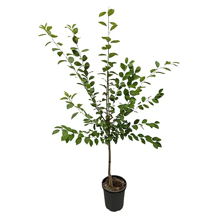 Pflaumenbaum HauszwetschePrunus 'Hauszwetsche', Erntezeit: September - Attraktives Foto eines stilvollen Baums im Topf, ideal für die Dekoration von Innenräumen und Außenbereichen.