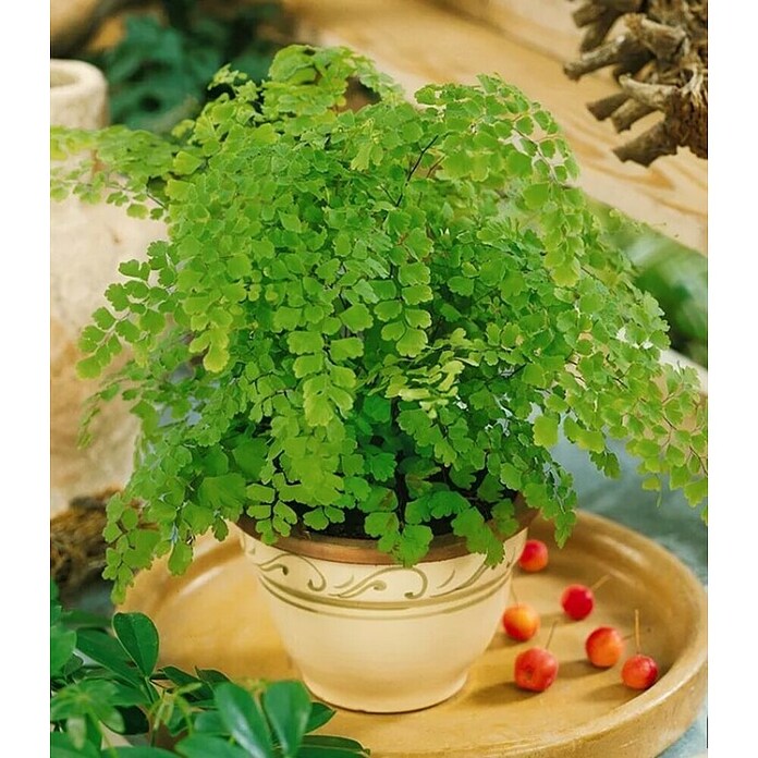 Piardino Helecho (Adiantum) | BAUHAUS