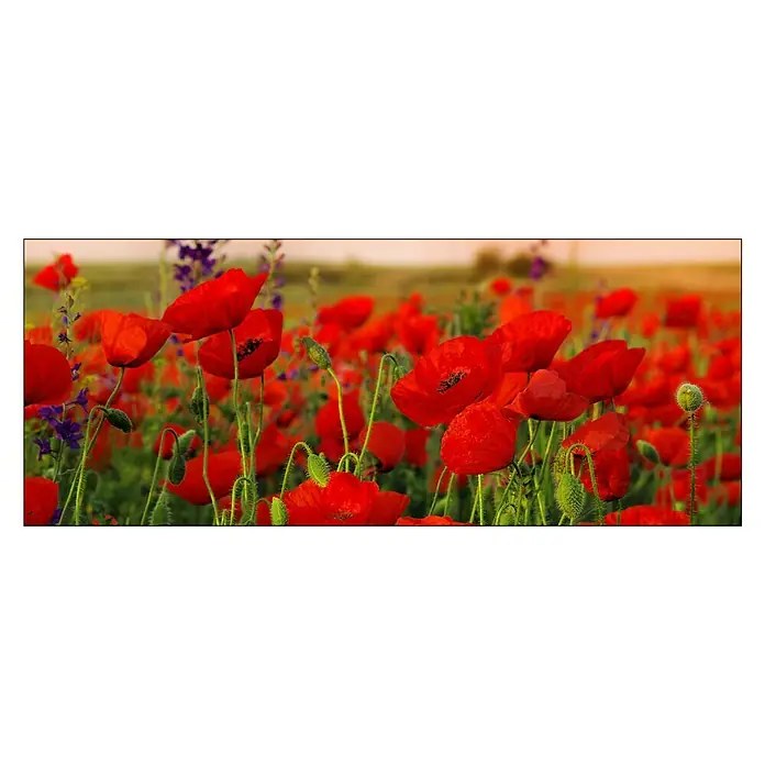 Glasbild - Summer Poppy Field, B x H: 125 x 50 cm - Rot leuchtende Mohnblumen auf einer Wiese, die das Auge erfreuen und eine friedliche, sommerliche Atmosphäre schaffen.