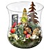 Piardino Kerstplant in glazen vaas 