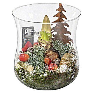 Piardino Kerstplant in glazen vaas (Kerst)