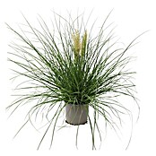 Piardino Pampasgras (Cortaderia selloana 'Tiny Pampa', Topfgröße: 21 cm) | BAUHAUS