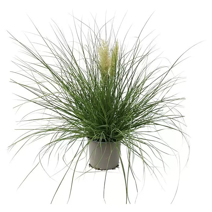 Piardino PampasgrasCortaderia selloana 'Tiny Pampa', Topfgröße: 21 cm