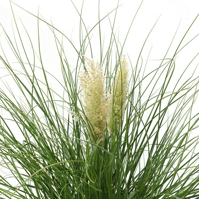 Piardino Pampasgras (Cortaderia selloana 'Tiny Pampa', Topfgröße: 21 cm) | BAUHAUS