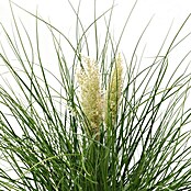 Piardino Pampasgras (Cortaderia selloana 'Tiny Pampa', Topfgröße: 21 cm) | BAUHAUS