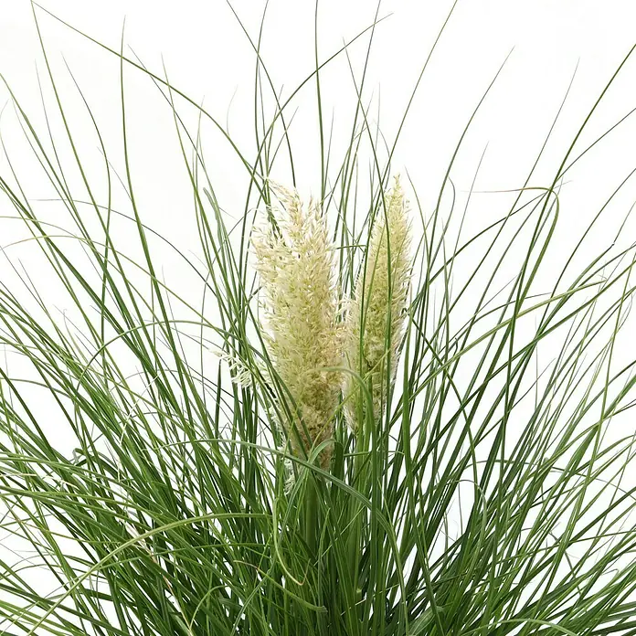 Piardino PampasgrasCortaderia selloana 'Tiny Pampa', Topfgröße: 21 cm - Nahaufnahme von Ziergras mit langen grünen Blättern und cremefarbenen Blütenständen vor einem hellen Hintergrund.