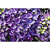 Hydrangea macrophylla 5 Deep Purple