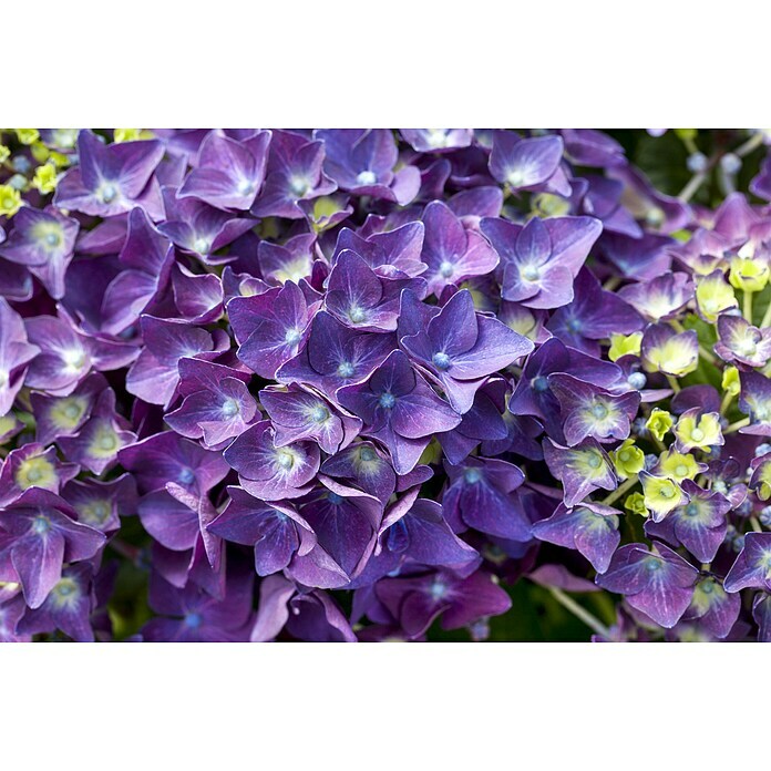 Piardino Bauernhortensie Deep Purple®Hydrangea macrophylla, Violett Detail Shot