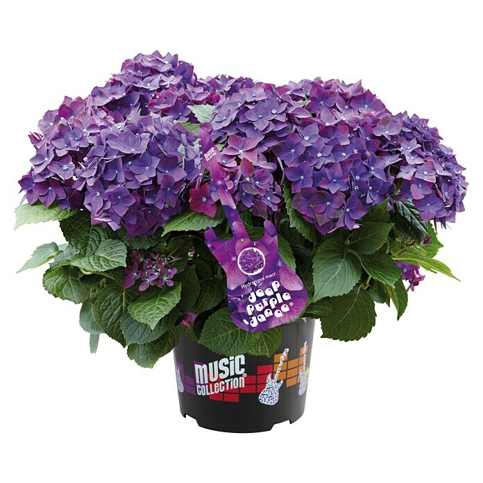 Piardino Bauernhortensie Deep Purple®Hydrangea macrophylla, Violett Front View