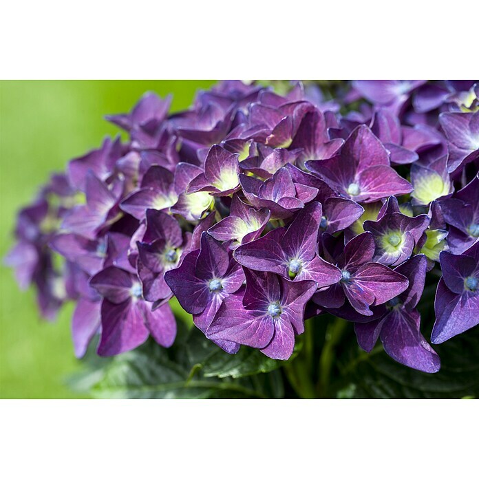 Piardino Bauernhortensie Deep Purple®Hydrangea macrophylla, Violett Detail Shot