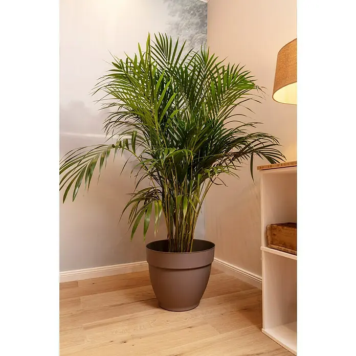 Deroma Ninfea Pflanztopf - Außenmaß (Ø x H): 26,2 x 21 cm, Kunststoff, Sand - Zimmerpflanze Areca-Palme in einem braunen Topf, die jedem Raum eine natürliche Note verleiht.\n
