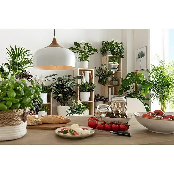 Reinders Bild Slim Frame Wood - Gingko, B x H: 40 x 50 cm - Ein Esstisch mit frischen Zutaten wie Tomaten, Mozzarella und Basilikum, umgeben von Zimmerpflanzen und einer Pendelleuchte.