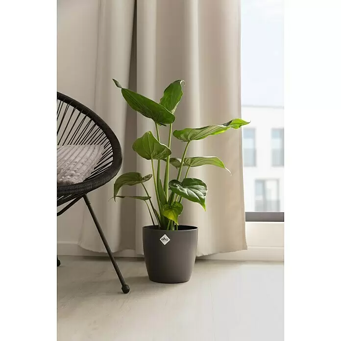 Piardino Baumstrelitzie - Strelitzia nicolai, Topfgröße: 23 cm - Eine lebendige Grünpflanze in einem dunkelgrauen Elho Topf, neben einem schwarzen Stuhl mit Kissen, am Fenster stehend.