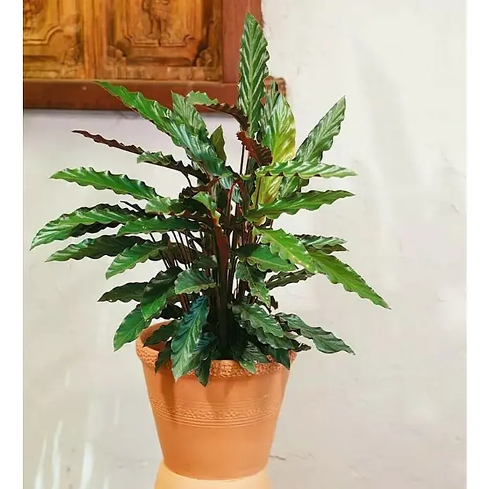 Piardino Calatea - Calathea 'Rufibarba', Tamaño de maceta: 14 cm - Elegante planta de interior en una maceta de terracota, que añade un toque natural con sus hojas verdes y onduladas y la maceta decorativa.