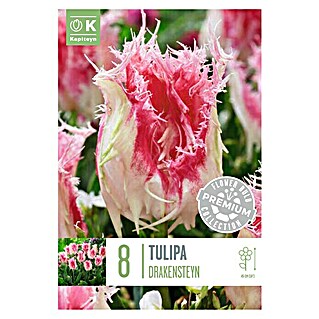 Kapiteyn Bulbos de otoño (Tulipan premium 'drakensteyn', Blanco/Rosa, 8 ud.)