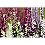 Calluna vulgaris 10 Beauty Ladies 6er 6