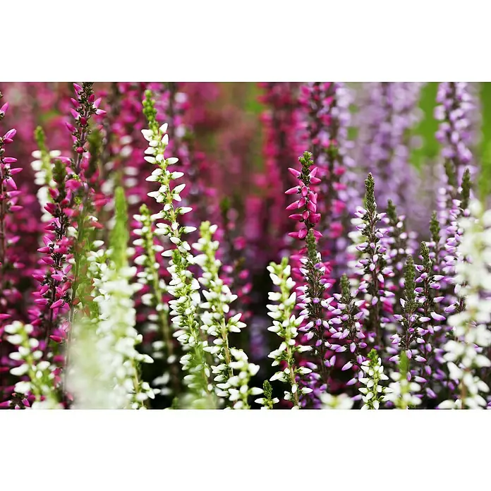 Besenheide Beauty Ladies - Calluna vulgaris, Topfgröße: 10 cm, 6 Stk. - Farbvielfalt der Heideblüten: Nahaufnahme von weißen, rosafarbenen und lila blühenden Erika-Pflanzen, die eine natürliche Schönheit zeigen.
