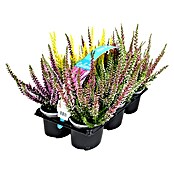 Calluna vulgaris 10 Beauty Ladies 6er 6