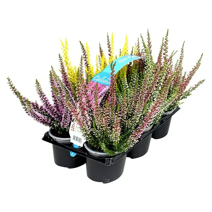 Besenheide Beauty Ladies - Calluna vulgaris, Topfgröße: 10 cm, 6 Stk. - Eine sechsfache Packung Calluna-Heidepflanzen mit verschiedenen Farben, die in einem schwarzen Kunststofftablett angeordnet sind.