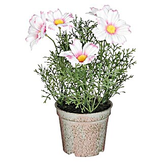 Kunstpflanze Margerite (Außenmaß (Ø x H): 13 x 21,5 cm, Kunststoff, Weiß/Rosa)
