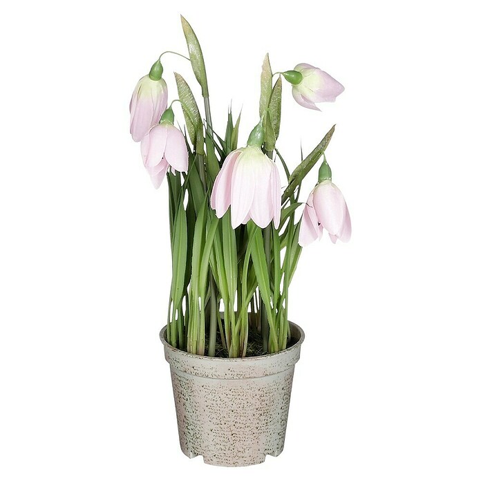 Umetna rastlina Močvirski tulipan  (Zunanje dimenzije (Ø x V): 12 x 23 cm, Plastika) | 8450 - Übertoepfe Keramik | IAKA - Gefäße Indoor | IAK - Gefässe,Deko outdoor, Zeitschriften | IA - Gartenhartware | I - Stadtgarten | BAUHAUS