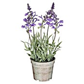 Umetna rastlina Lavanda  (Zunanje dimenzije (Ø x V): 10 x 25 cm, Plastika) | 8450 - Übertoepfe Keramik | IAKA - Gefäße Indoor | IAK - Gefässe,Deko outdoor, Zeitschriften | IA - Gartenhartware | I - Stadtgarten | BAUHAUS