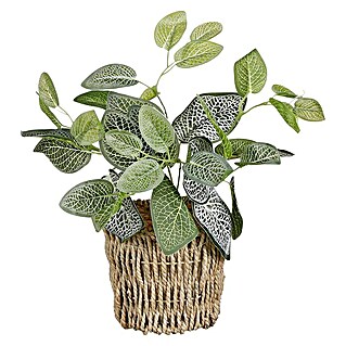 Umjetna biljka Fittonia (Ø x V: 12 x 33 cm, Plastika)