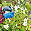 Gardol Gartenhandschuhe Pflege (Konfektionsgröße: 10, Blau)