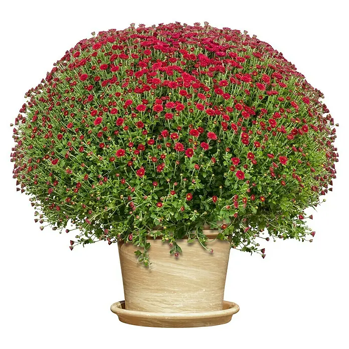 Pflanztopf - Max. Außendurchmesser: 24 cm, Höhe: 18 cm, Naturmaterialien, Terracotta - Üppige rote Chrysantheme in einem hellen Topf. Die farbenfrohe Herbstblume ist ein Hingucker im Garten oder auf dem Balkon.