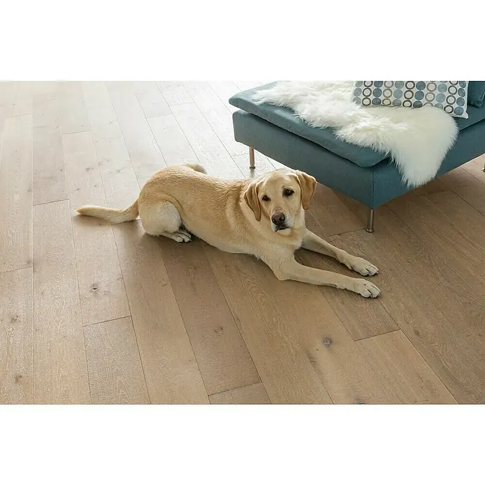 V33 Barniz para parquet Renovador - Incoloro, 2,5 l, Mate - Un labrador dorado descansa relajado sobre un piso de madera clara, junto a un sofá azul con cojines y una piel de oveja.