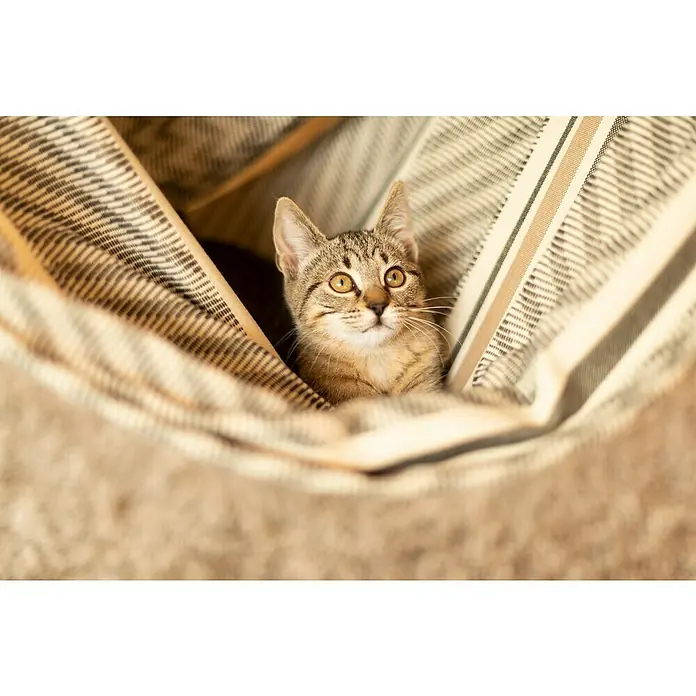La Siesta Hängesessel Habana Comfort - L x B x H: 180 x 115 x 160 cm, Zebra - Aufmerksam blickende Katze in einer gestreiften Hängematte. Das Kätzchen hat gelbe Augen und ein getigertes Fell, was seinen Reiz erhöht.