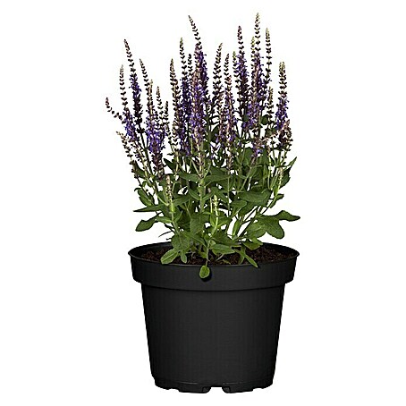 Piardino Garten-Blüten-Salbei (Salvia nemorosa, Topfgröße: 13 cm, Blau)