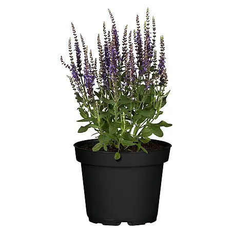 Piardino  Flor de salvia de jardín