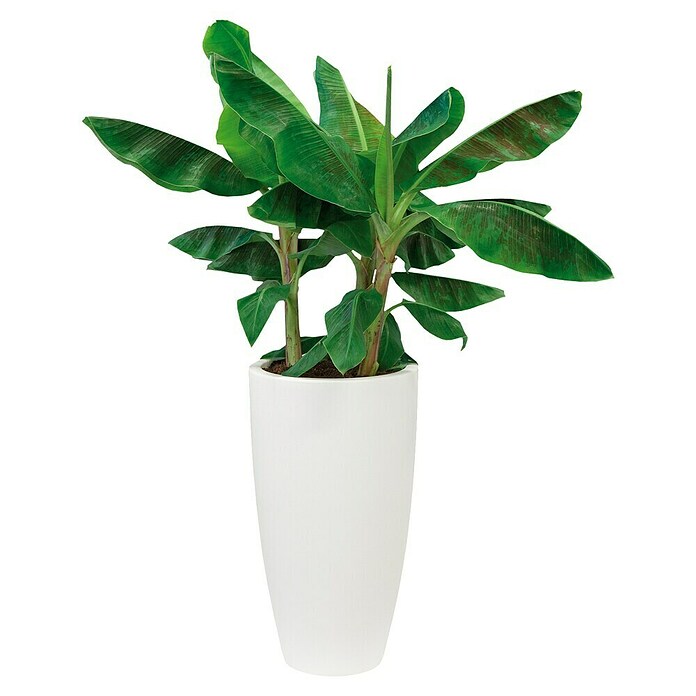 Elho Okrugla tegla za biljke Pure Soft High  (Vanjska dimenzija (ø x V): 39 x 70,1 cm, Bijele boje, Plastika) | BAUHAUS