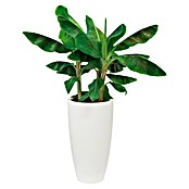 Elho Okrugla tegla za biljke Pure Soft High  (Vanjska dimenzija (ø x V): 39 x 70,1 cm, Bijele boje, Plastika) | BAUHAUS