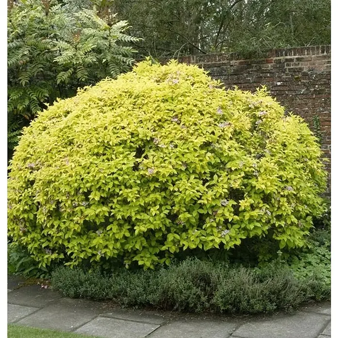 Abelia grandiflora - Abelia grandiflora - Un exuberante arbusto dorado de Duranta erecta 'Golden Dewdrop' que añade un toque de color soleado al jardín. Sus brillantes hojas resplandecen a la luz del sol.