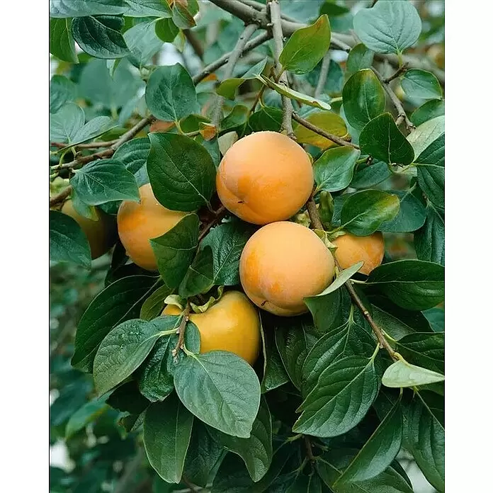 Piardino Kakibaum - Diospyros kaki, Topfgröße: 26 cm, Erntezeit: Oktober - Mehrere reife orangefarbene Kakis hängen an einem Ast, eingebettet in leuchtend grüne Blätter.