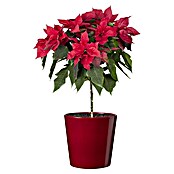 Weihnachtsstern Stamm (Euphorbia pulcherrima, Topfgröße: 19, Blütenfarbe: Rot)