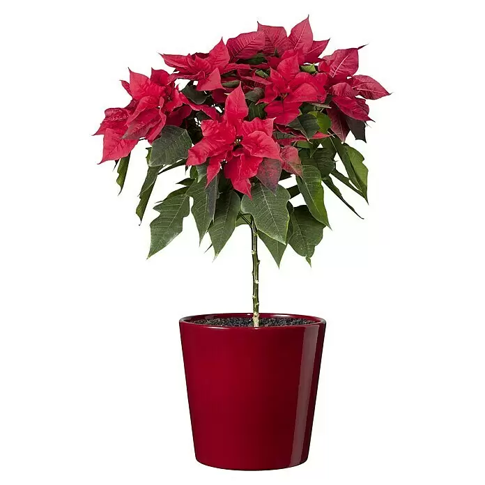 Piardino Weihnachtsstern Stamm - Euphorbia pulcherrima, Topfgröße: 19 cm, Blütenfarbe: Rot - Vorderansicht