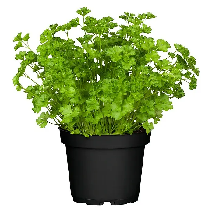 Piardino Bio Petersilie - Petroselinum crispum - Ein Topf krauser Petersilie, ein beliebtes Küchenkraut, das in einem schlichten schwarzen Topf für den einfachen Gebrauch angebaut wird.