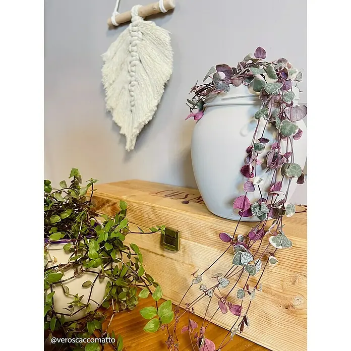 Fleur Pintura decorativa en spray Chalky Look - Greige, Mate, 300 ml - Primer plano de una planta Corazón de María en una maceta blanca sobre una caja de madera, con una hoja de macramé en la pared.