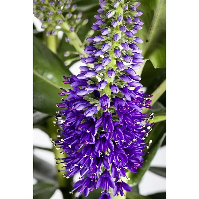 Piardino Strauchveronika - Hebe andersonii, Topfgröße: 12 cm, Violett - Nahaufnahme einer Veronica-Blume in tiefem Violett, die ihre filigranen Details und die dichte Anordnung der Blüten hervorhebt.