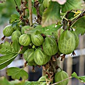 Stachelbeere Mucurines (Ribes uva-crispa Mucurines, Topfgröße: 3 l, Erntezeit: Juli - August)