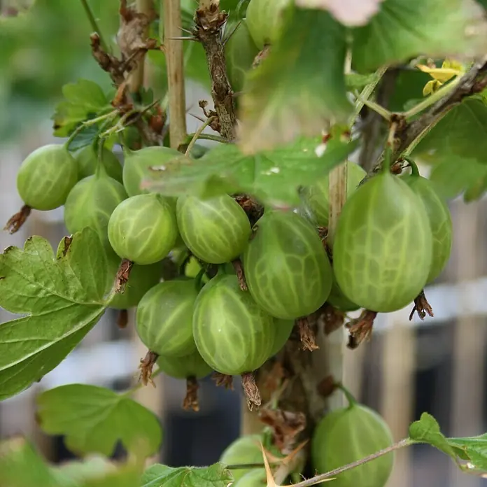 Stachelbeere Sortenmischung Mucurines / Pax - Ribes uva-crispa Mucurines, Ribes uva-crispa Pax, Erntezeit: Juli - Strauch mit grünen Stachelbeeren, die an den Ästen hängen. Die Früchte sind reif für die Ernte und haben eine glatte Haut.