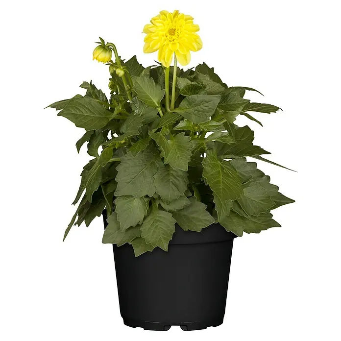Piardino Dahlie - Dahlia, Topfgröße: 13 cm - Gelbe Dahlie in einem schwarzen Topf. Diese Pflanze bringt mit ihrer leuchtenden Blüte Farbe und Leben in jeden Raum oder Garten.